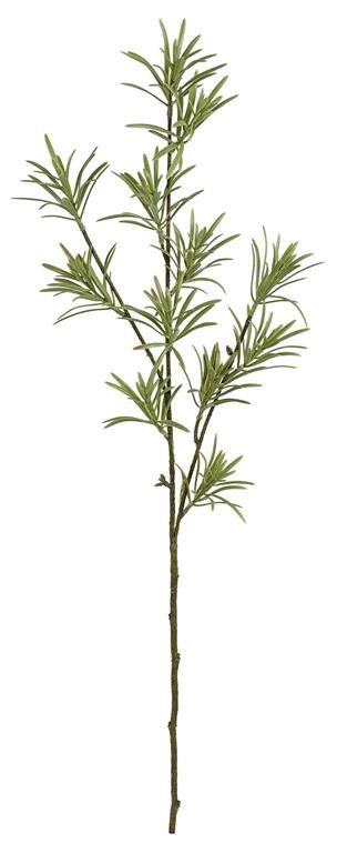 Podocarpus Branch 32" Green