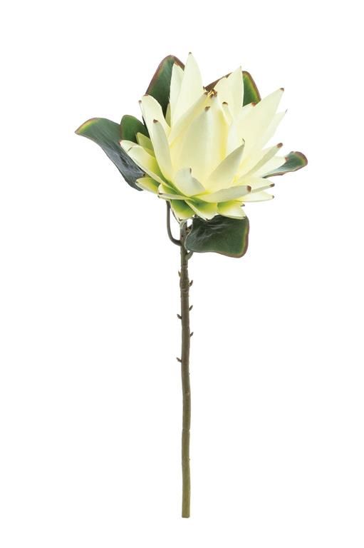Protea 22" Stem, White