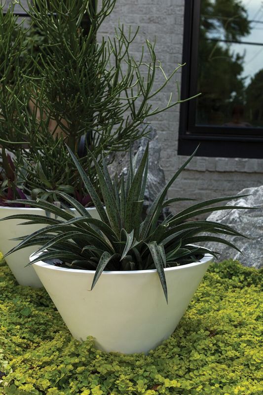 Lindi Pot White