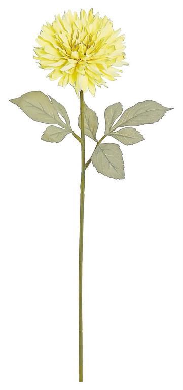 Dried Dahlia Stem, Yellow