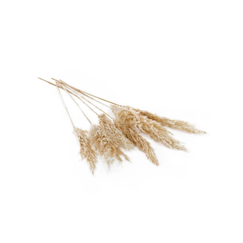 Dried Pampas Grass Natural 25.5&quot;-28&quot; 6PC