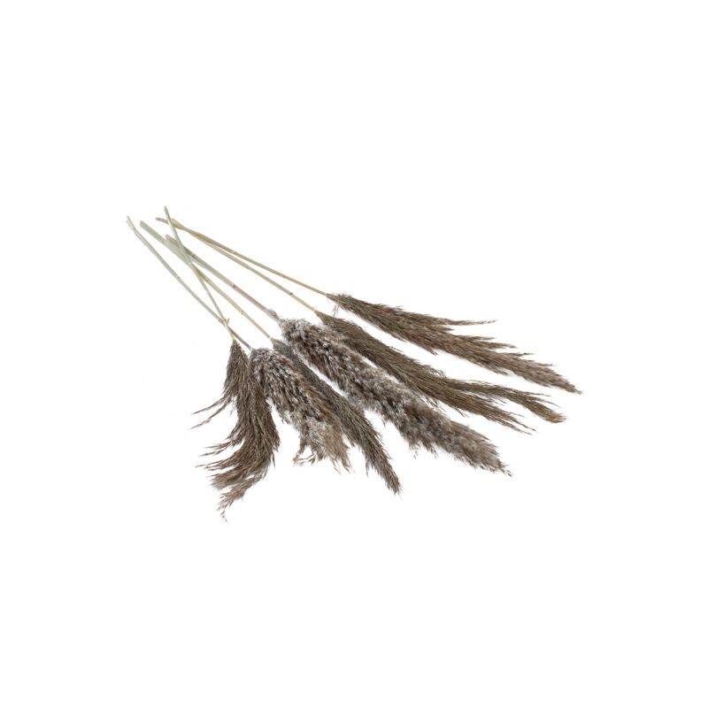 Dried Pampas Grass Grey 25.5&quot;-28&quot; 6PC