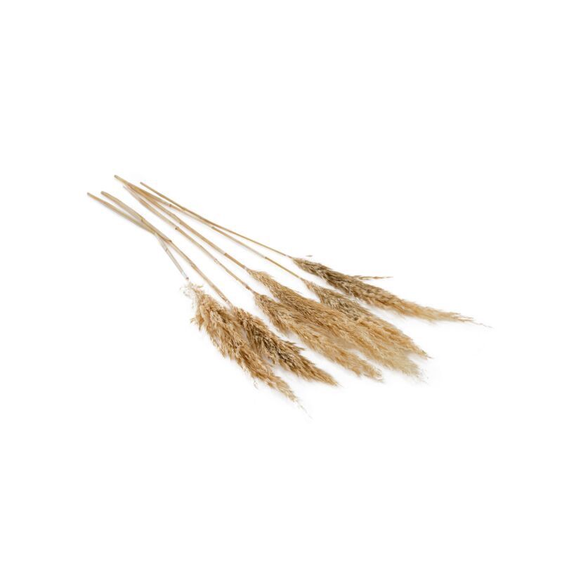 Dried Pampas Grass Beige 25.5&quot;-28&quot; 6PC