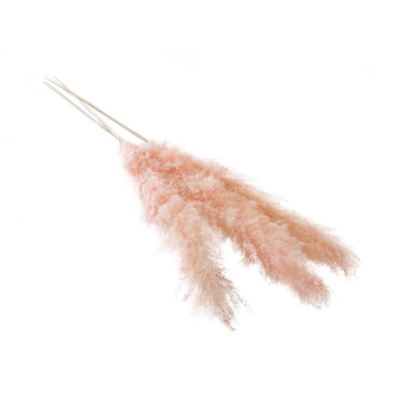 Fluffy Dried Pampas Grass, Pink
