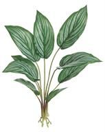 Silver Plant X9, 18&quot;, Grey/Green