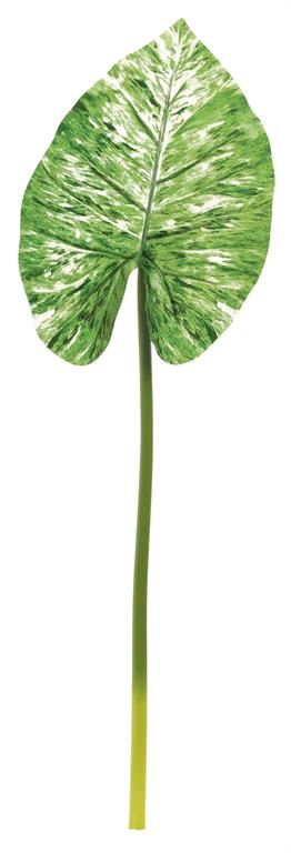 Wild Caladium Leaf 36.5" Variegated