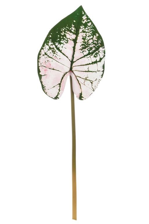 Wild Caladium Leaf 47&quot;Pink/Green