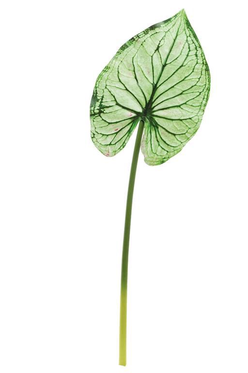 Wild Caladium Leaf 36.5&quot; Green