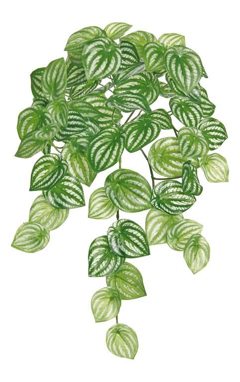 Watermelon Bush 19&quot; Green/Cream