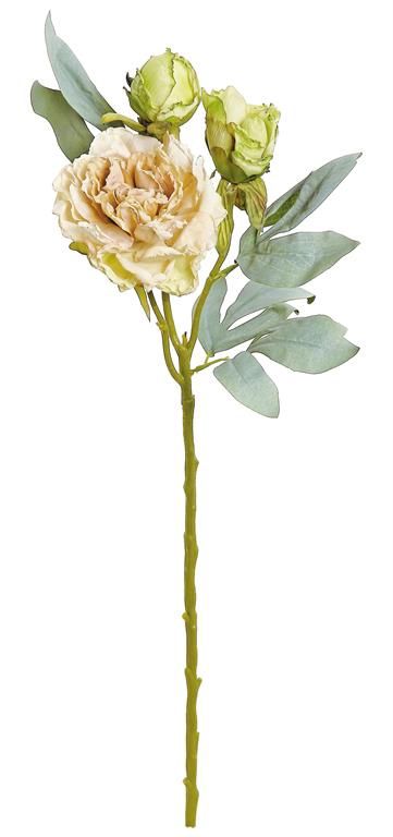Summer Dried Peony X6 24&quot; Blush