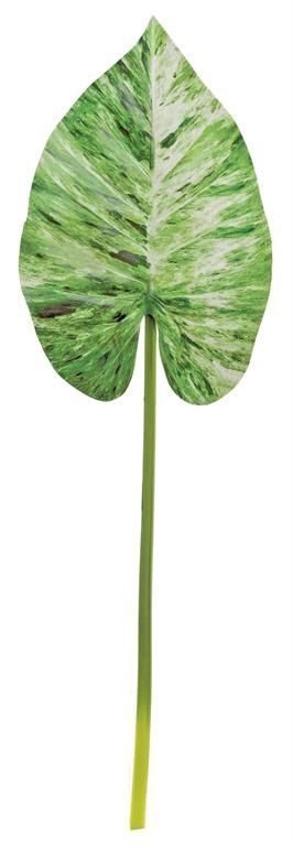 Wild Caladium Leaf 47" Variegated