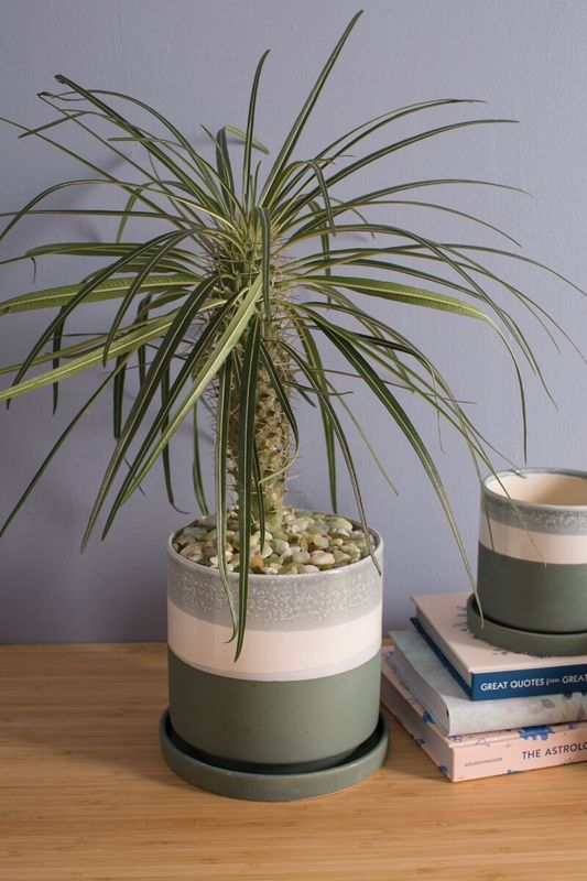 Pots &amp; Planters