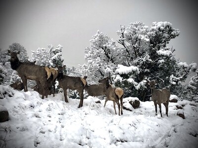 &quot;Snow Queens&quot; (Elk mamas playing in snow) Photographic Canvas Print