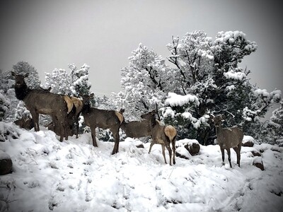 "Snow Queens" (Elk mamas playing in snow) Photographic Canvas Print