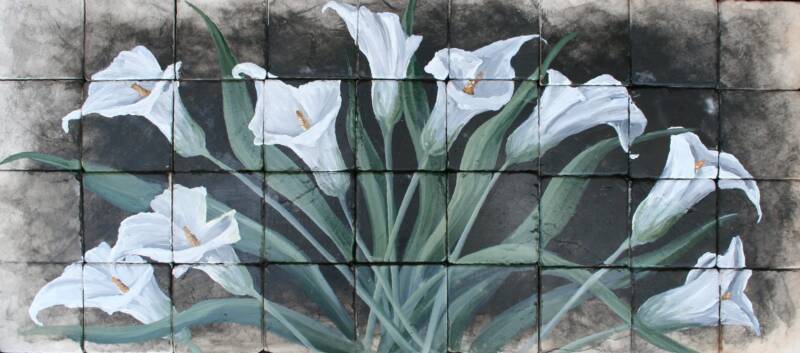 Cala Lilies