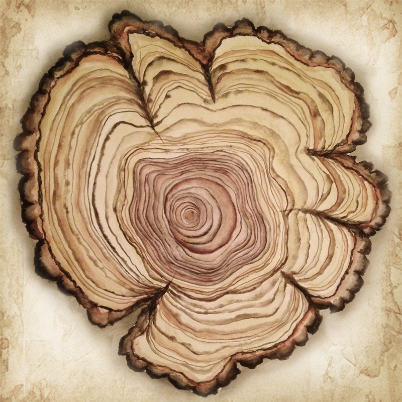 Watercolor Tree Ring