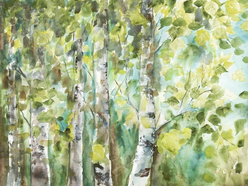 Summer Aspens Landscape