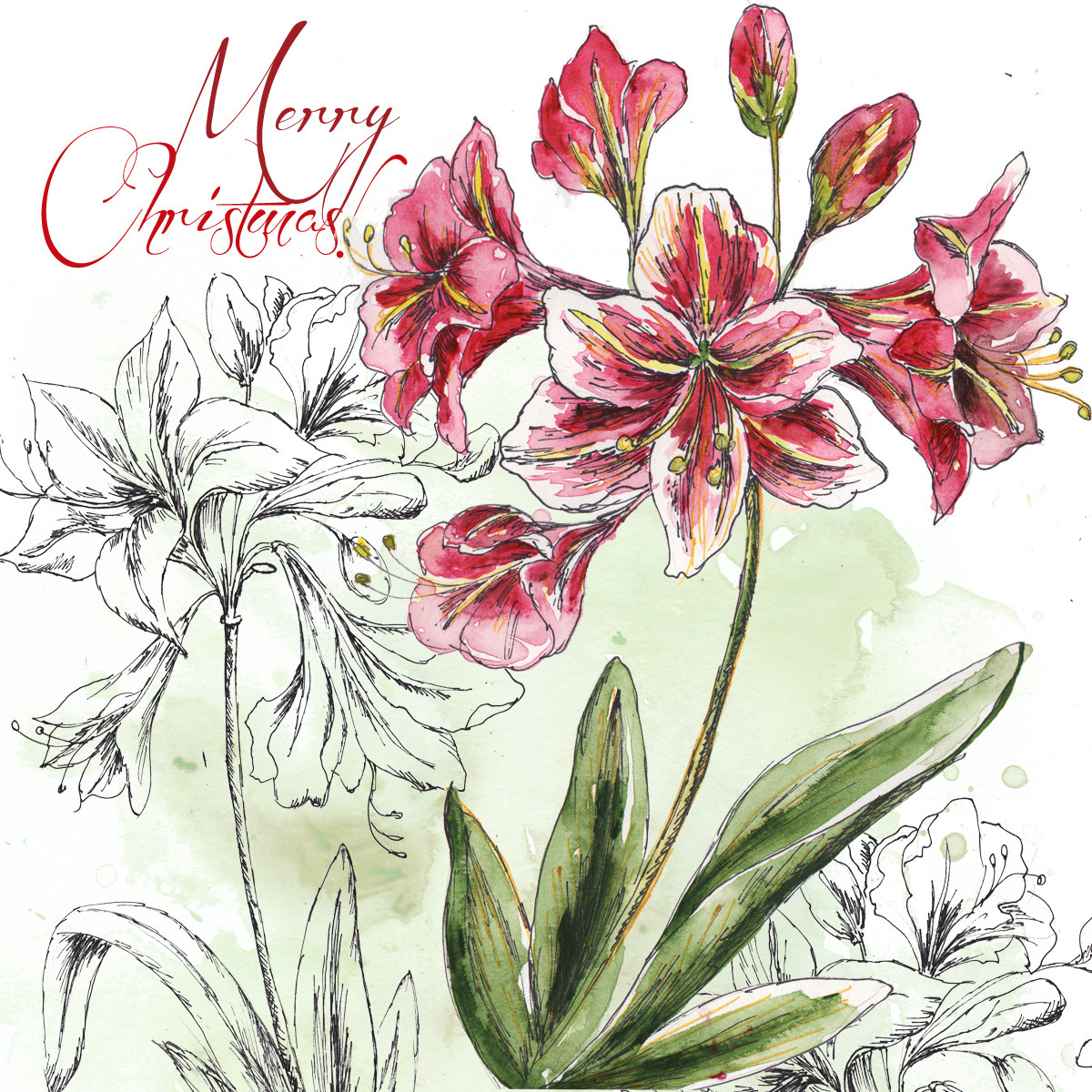 Holiday Amaryllis Square Merry Christmas