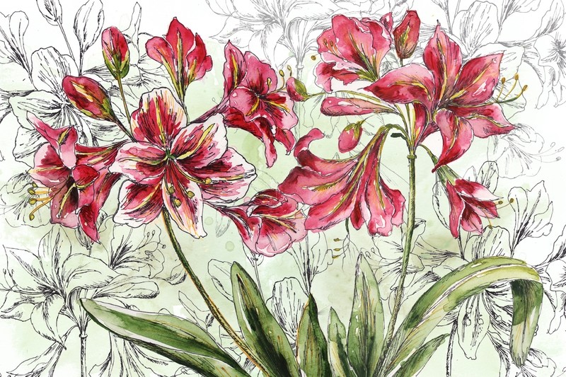 Holiday Amaryllis Landscape