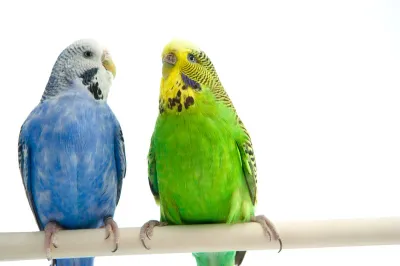 Bird &amp; Wildlife