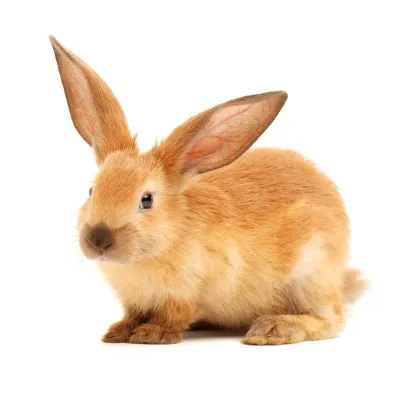 Small Animal