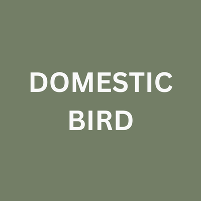Domestic Bird