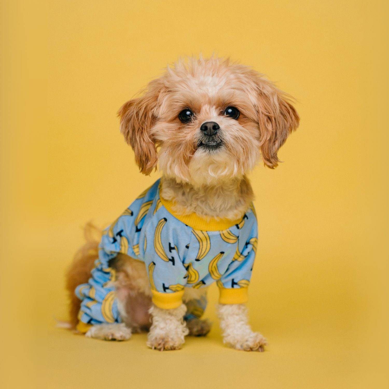 Yellow Solid Jumpsuit