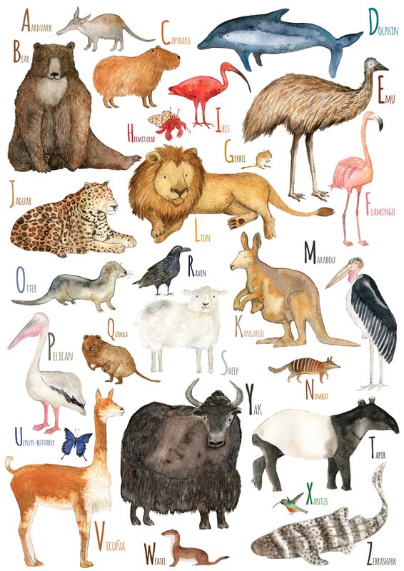 Animal ABC (NL)