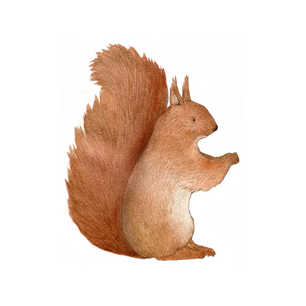 Squirrel wall decal