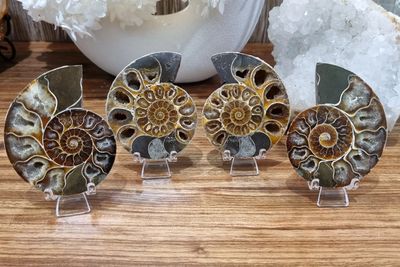 Fossils