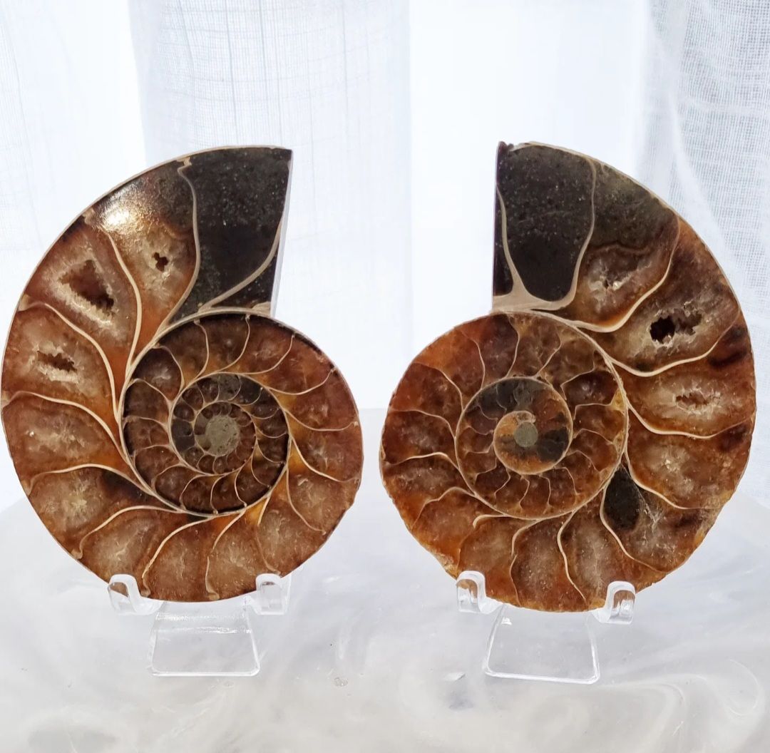 Ammonite Set
