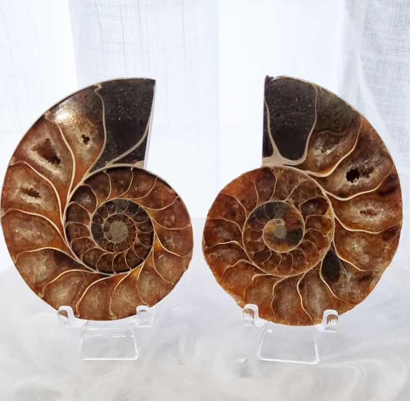 Ammonite Set