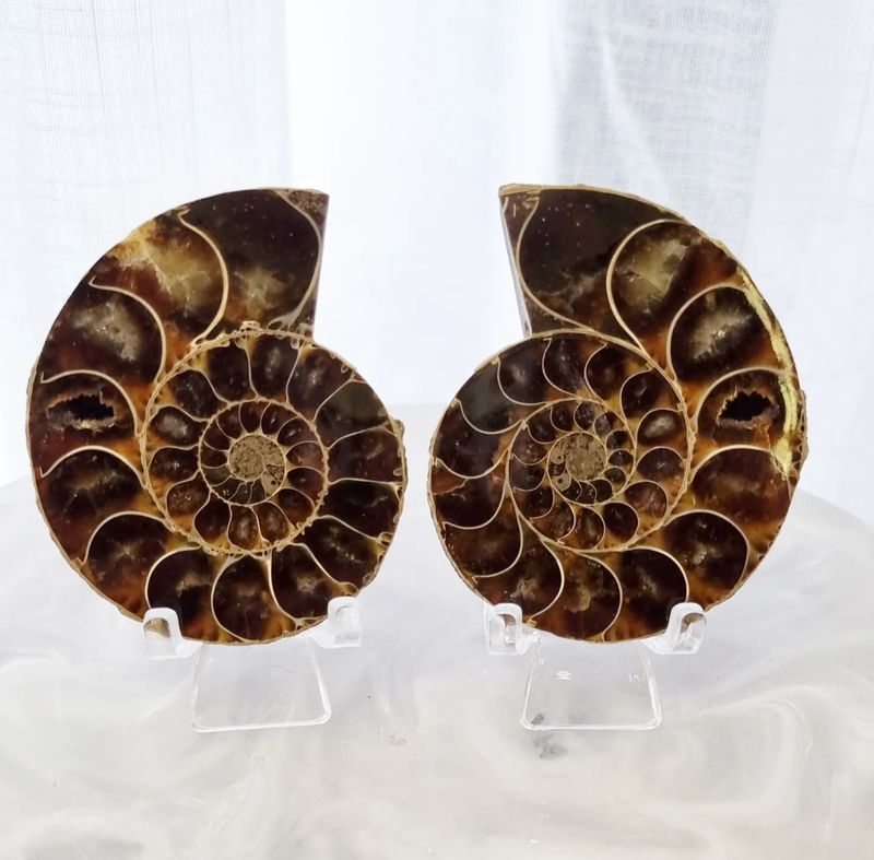 Ammonite Set