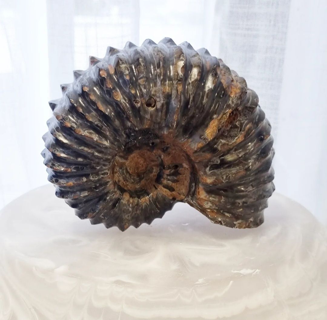 Ammonite Raw Large