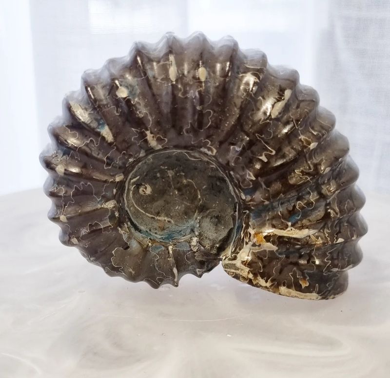 Ammonite Raw Small