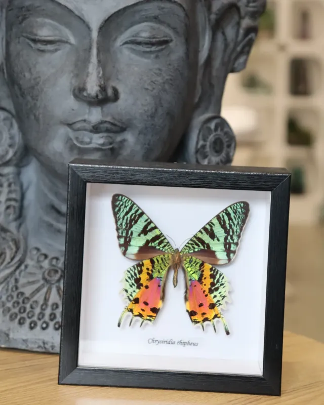 Preserved Chrysiridia Rhipheus Moth