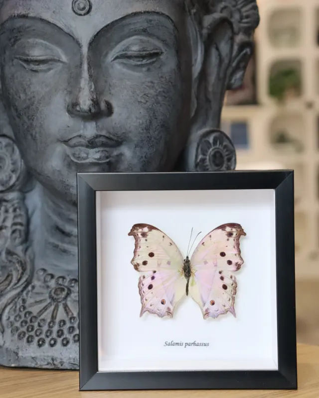 Preserved Salamis Parhassus Butterfly