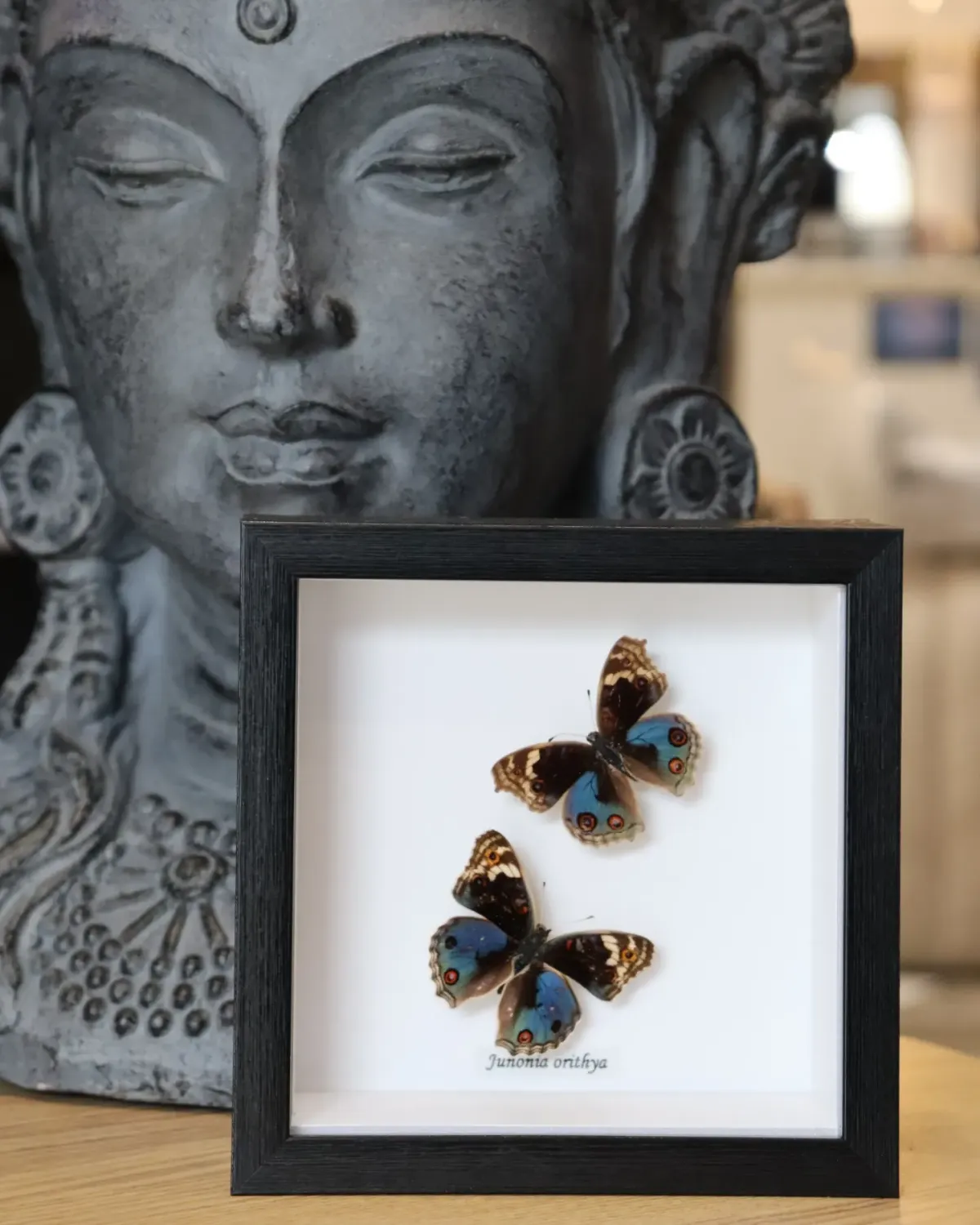 Preserved Junonia Orithya Double Butterfly