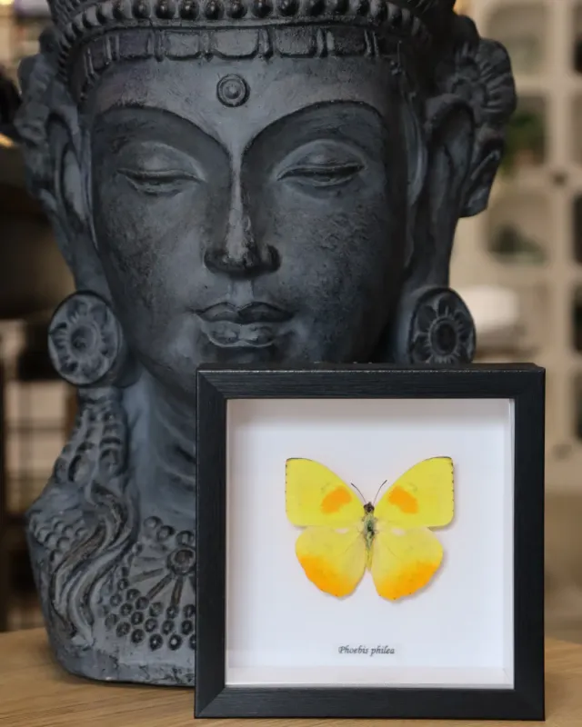 Preserved Phoebis Philea Butterfly