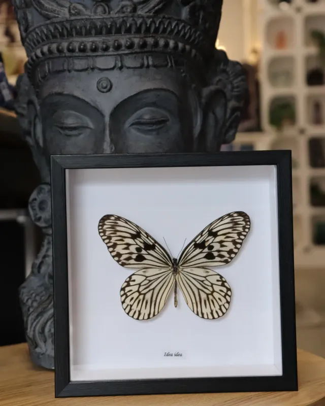 Preserved Idea idea Butterfly