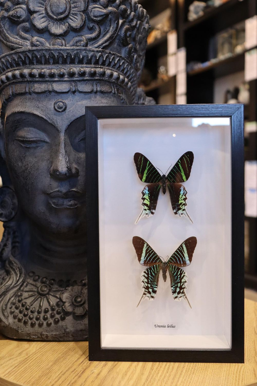Preserved Urania Leilus Viso Verso Moth's