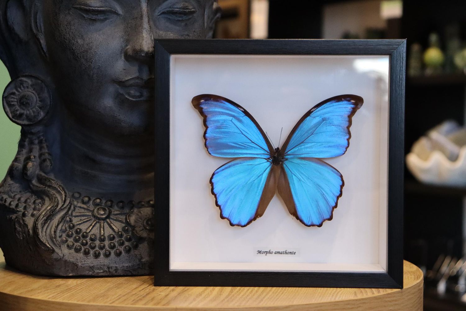 Preserved Morpho Amathonte Butterfly