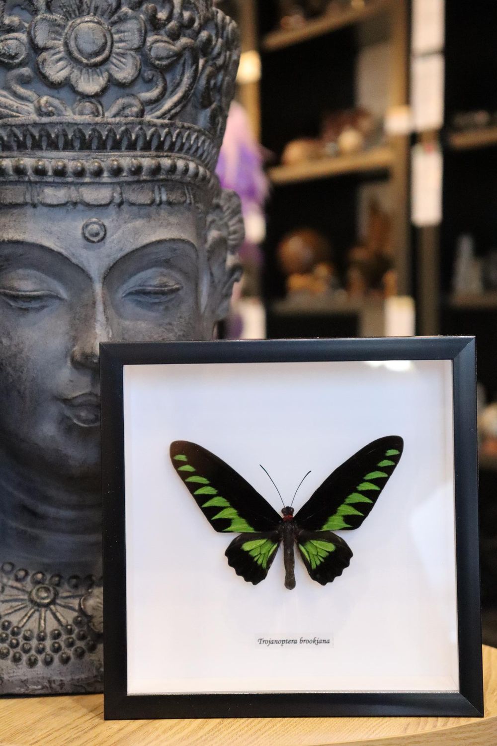 Preserved Trogonoptera Trojana Butterfly