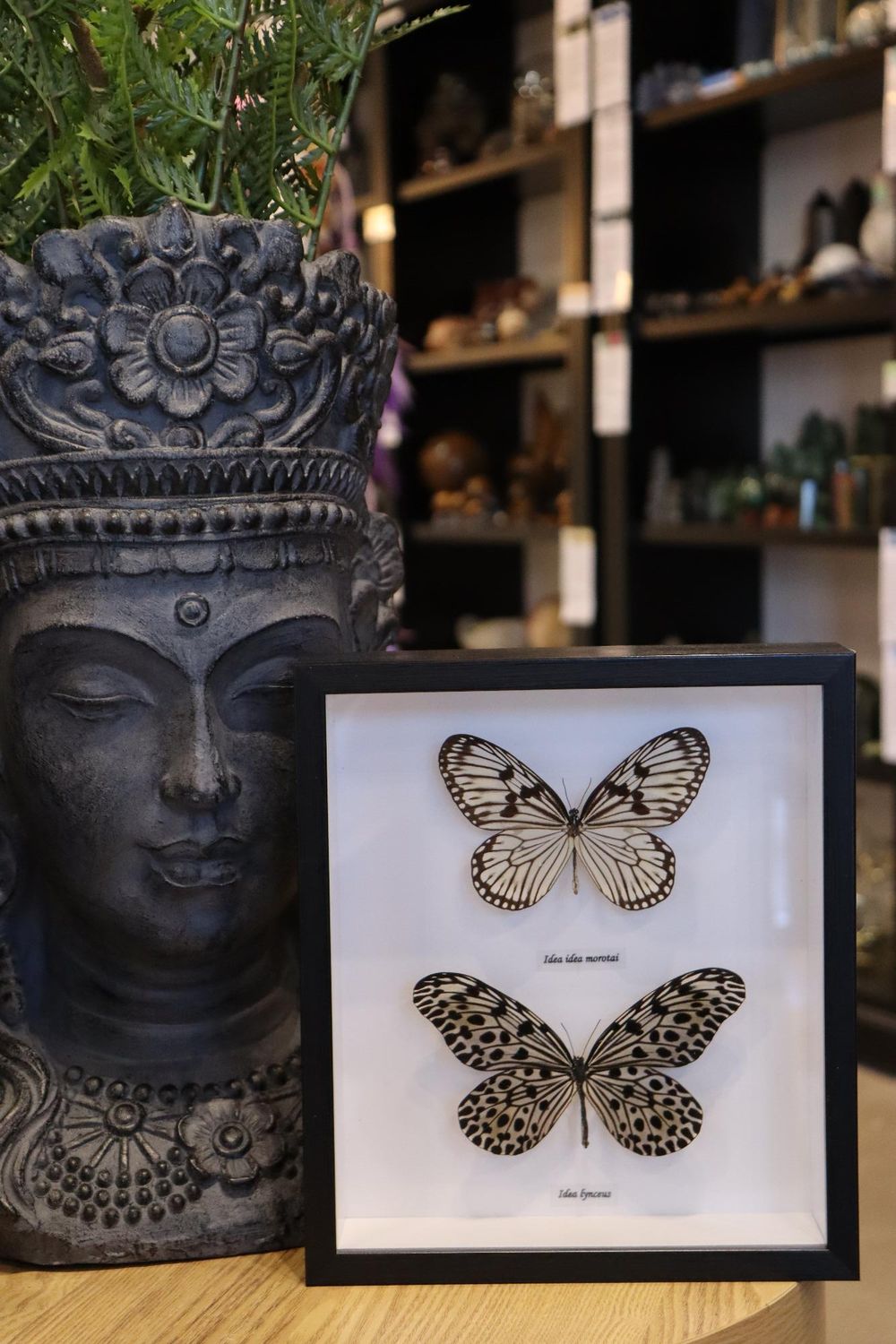 Preserved Idea Idea 2 Butterfly's