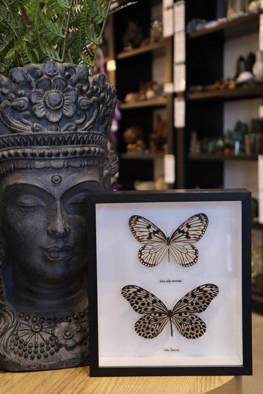 Preserved Idea Idea 2 Butterfly's