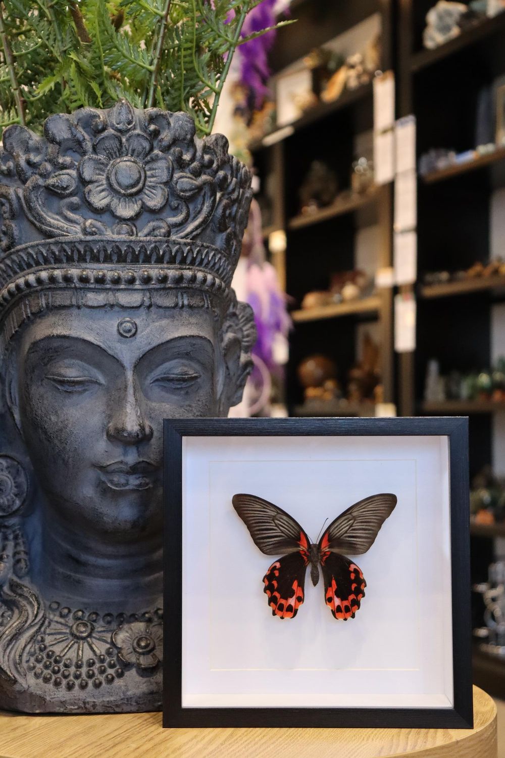 Preserved Papilio Rumanzovia Male Butterfly