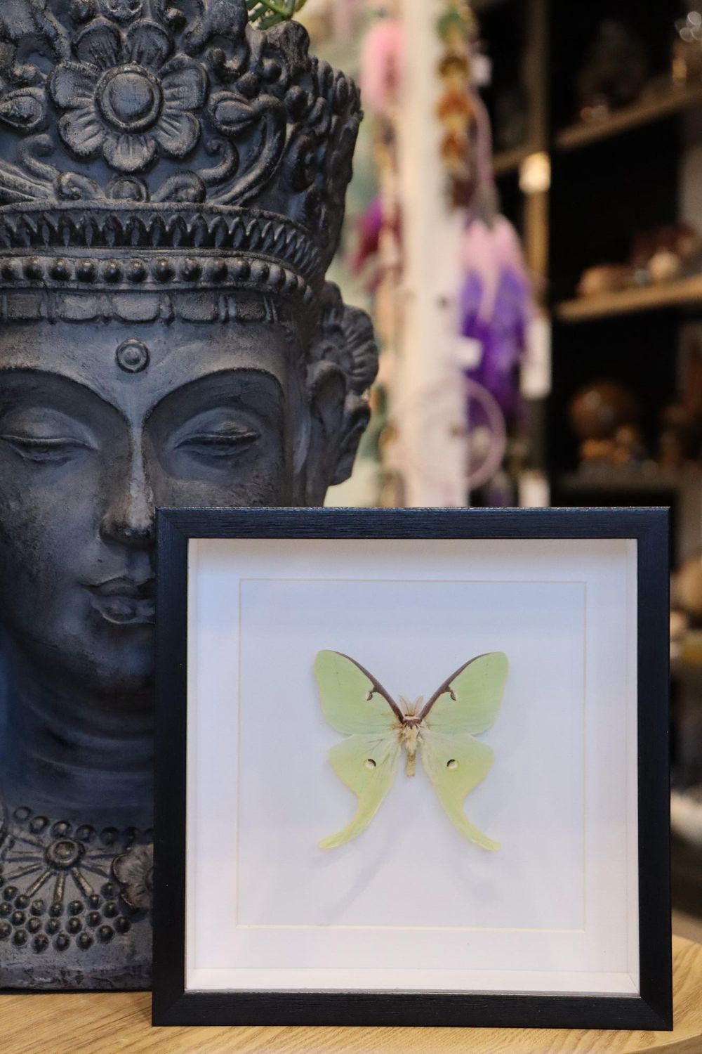 Preserved Actias Luna Male Moth
