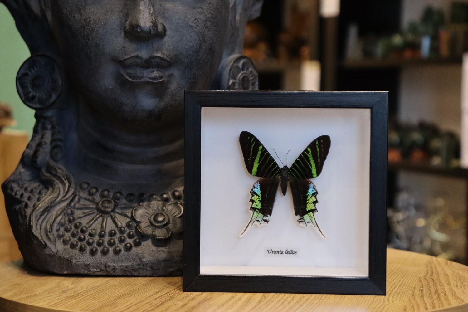 Preserved Urania Leilus Moth