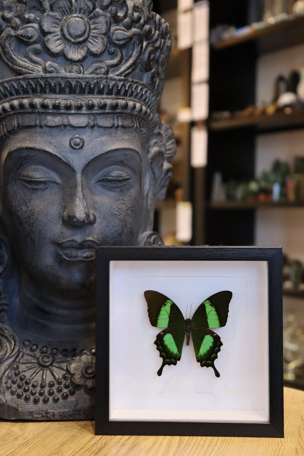 Preserved Papilio Palinurus Butterfly