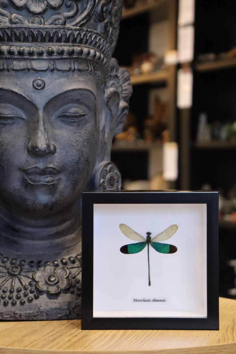 Preserved Neurobasis Chinensis Dragonfly